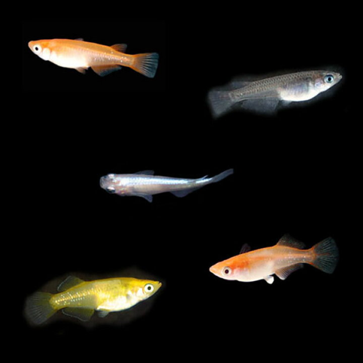 楽天市場 メダカ めだか おまかせシーズンミックス 未選別 稚魚 Ss Sサイズ 匹セット おまけ浮き草付き 送料無料 北海道 沖縄県 東北地方除く ミックス 水草 淡水魚 めだかシーズン 楽天市場店