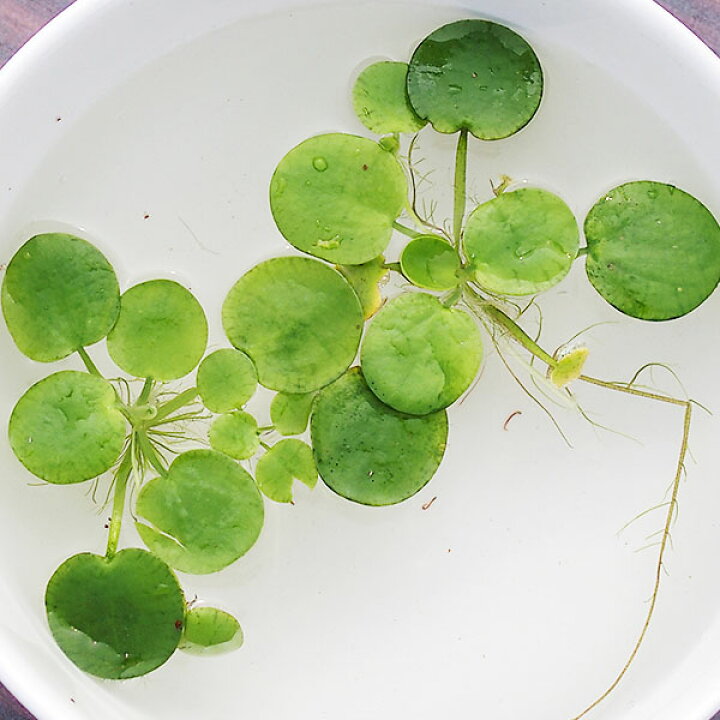 楽天市場 水草 アマゾンフロッグビット 5株セット アマゾントチカガミ 水草 浮き草 鉢 メダカ アクアリウム めだかシーズン 楽天市場店