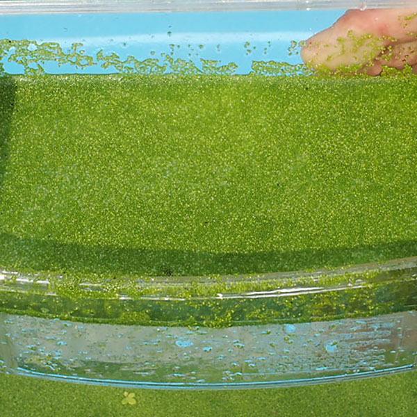 水草 ミジンコ浮草 100ｇ ミジンコ藻 浮き草 鉢 メダカ おやつ 卓越 舗 アクアリウム