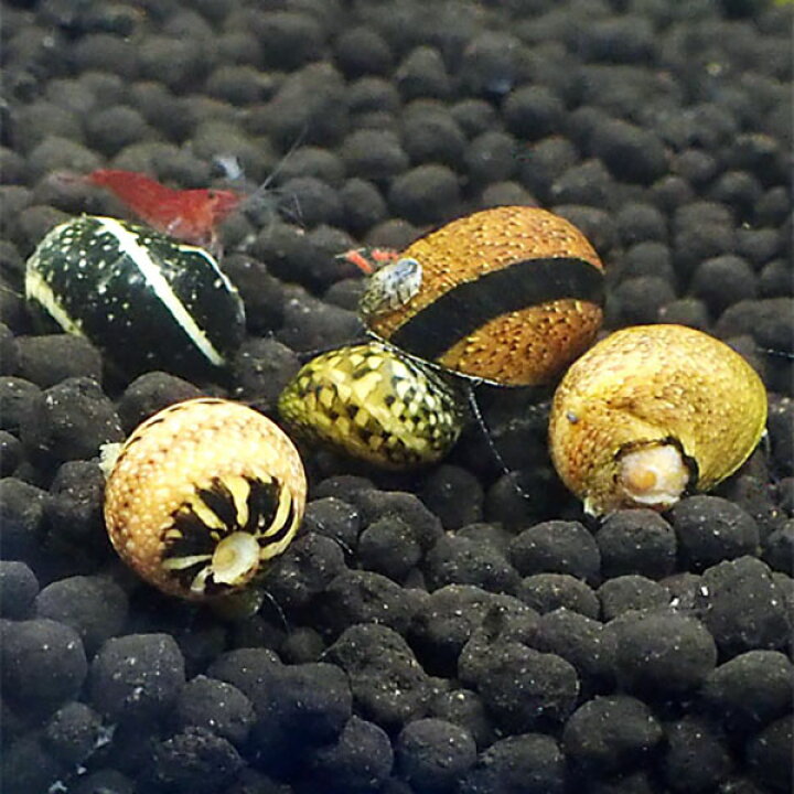 楽天市場】(貝) カラー石巻貝 10匹 コケ取り 水槽 アクアリウム 淡水魚 : めだかシーズン 楽天市場店 楽天市場】(貝) カラー石巻貝 10匹 コケ取り 水槽 アクアリウム 淡水魚 : めだかシーズン 楽天市場店