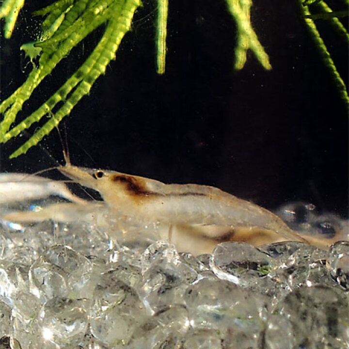 楽天市場 エビ ミナミヌマエビ 10匹 シュリンプ コケ取り 水槽 アクアリウム 熱帯魚 淡水魚 めだかシーズン 楽天市場店