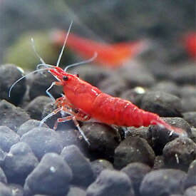 楽天市場 熱帯魚 水槽 コケ取りの通販