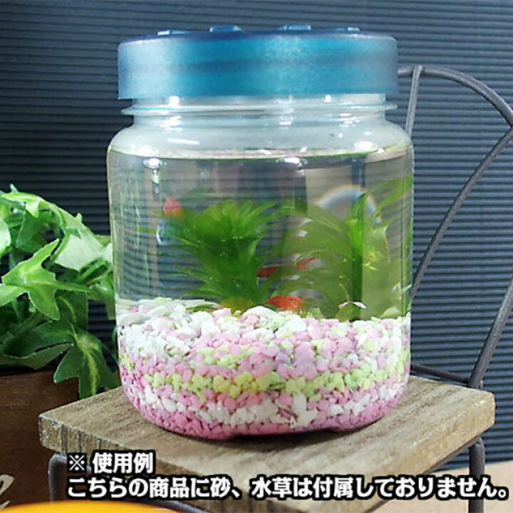 楽天市場 エビ レッドファイアーシュリンプ カップ飼育セット カラー石巻貝付き シュリンプ チェリーシュリンプ 石巻貝 ベタカップ アクアリウム 熱帯魚 淡水魚 めだかシーズン 楽天市場店