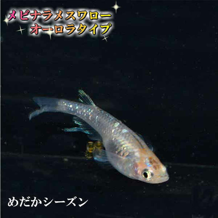 楽天市場 メダカ 女雛ラメオーロラヒレ長スワロー めだか 未選別 稚魚 Ss Sサイズ 10匹セット 柿色 赤 オーロラ ラメ ひれ長 スワロー メダカ 淡水魚 めだかシーズン 楽天市場店
