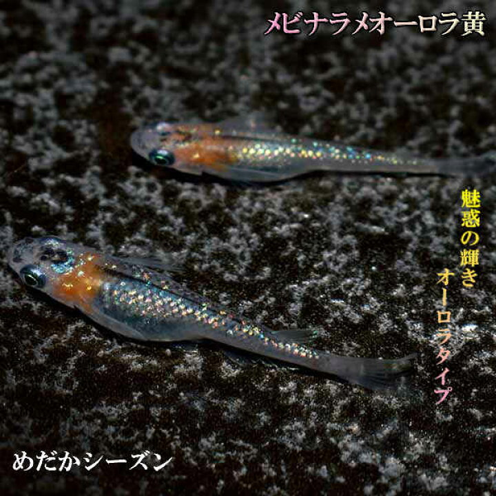 最大70 オフ メダカ 紅帝 楊貴妃めだか 未選別 稚魚ss Sサイズ 10匹セット 赤 紅 淡水魚 Shipsctc Org