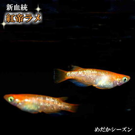 観賞メダカと和歌山県特産品の通販専門店 めだかシーズン楽天市場店