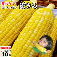 とうもろこし だけきみ 嶽きみ L-2Lサイズ 10本入 青森県産 ダケキミ トウモロコシ とうきび もろこし 産…