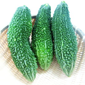 沖縄産ゴーヤー 1kg （にがうり）