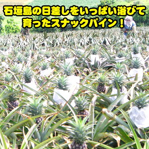 �г��绺���ʥå��ѥ�����3kg��2�̡�5�̡ˡ�����̵����/���컺�ѥ��ʥåץ�