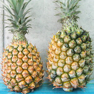 �г��绺���ʥå��ѥ�����3kg��2�̡�5�̡ˡ�����̵����/���컺�ѥ��ʥåץ�