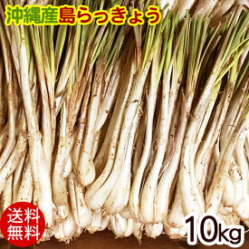 沖縄産 島らっきょう（生）10kg 【送料無料】