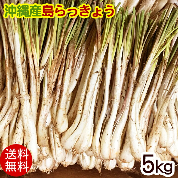 楽天市場】沖縄産 島らっきょう（生）5kg 【送料無料】 : 沖縄 
