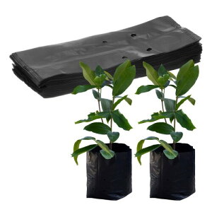 M METERXITY 50pbN̂Ȃ琬 6.7" x 9.8 "̌̃vX`bNȂ琬 WKC//g}g/A̎n܂/ƒp|pi(u  bN)