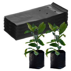 M METERXITY 200pbN̂Ȃ 7.9" x 9.8"̌̃vX`bNȂ WKC//g}g/A̎n܂/ƒp|pi(u  bN)