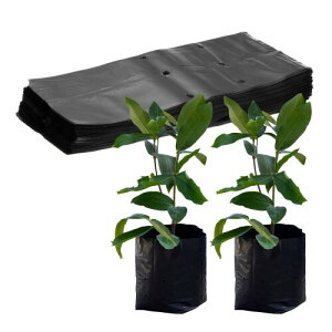 M METERXITY 50pbN̂Ȃ 9.4" x 12.2"̌̃vX`bNȂ WKC//g}g/A̎n܂/ƒp|pi(u  bN)