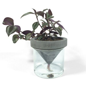 Greenology HKSGDA܎ fUCi[Y ^ A  (SMALL)