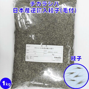 R}ciM {YtAq 쑐 Ήp gf