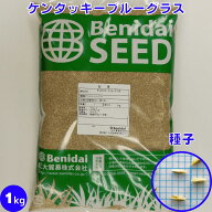 ケンタッキーブルーグラス 種子 芝の種 緑化用 紅大貿易