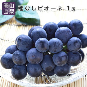 ŷΉz RERY sI[l 1[ 500g Ԃǂ 햳 Ԃǂ j[sI[l Mtg  v[g j  Mtgt[c