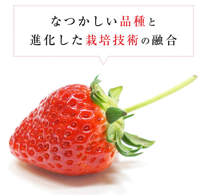 から厳選した ふるさと納税 三木町 お歳暮 熨斗 高級 女峰いちご 30又は36粒入 800g以上 ≪ IDOMALL セレクト≫ ltdstylo.com から厳選した ふるさと納税 三木町 お歳暮 熨斗 高級 女峰いちご 30又は36粒入 800g以上 ≪ IDOMALL セレクト≫ ltdstylo.com