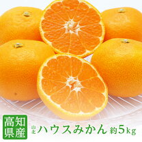 山北みかん 5kg sの通販