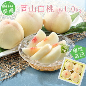 �y���������z �y�Y�n�����z ���R���Y ���R���� 3-4�� ��1kg �y����E�������͂��s�z���� ���R �������� �� �M�t�g ���� ������ ���j�� �M�t�g �v���[���g
