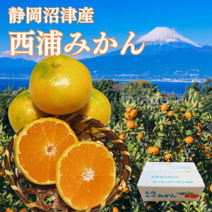 みかん 訳あり【約4.5キロ箱込み】 訳ありみかん 西浦みかん 品種おまかせみかん わけあり みかん 沼津産 みかん 訳あり みかん 自宅用 お得品 沼津 みかん 西浦みかん 甘みと酸味のバランス