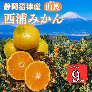 予約品 訳ありみかん (品種: 由良 約9キロ箱込み) 由良みかん みかん 早生みかん 西浦みかん 訳ありみかん わせみかん ご自宅用 訳あり みかん お得品 静岡 沼津 にしうらみかん 甘みと酸味の