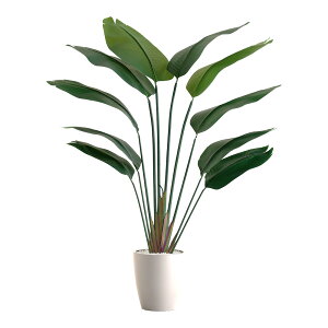 ȒPtFCNO[@Xg`A@LTCY(180cm)