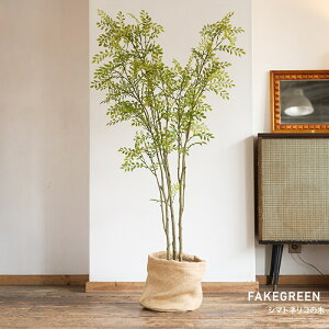 [Si11OFF×11/1N[|]tFCNO[ A AtFCNO[ ϗtA lH   ^ A V}glR̖ JQ