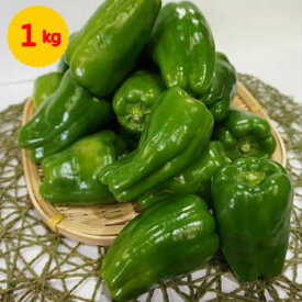 【九州産】【鹿児島産・熊本産】単品　ピーマン　1kg