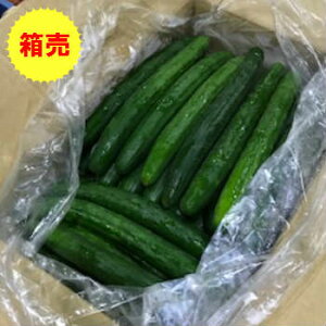 きゅうりの通販 価格比較 価格 Com