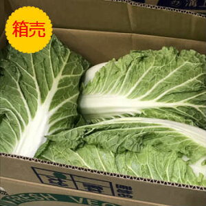 クール便送料無料【九州産】【信州産】箱売り　白菜　1箱（15kg)
