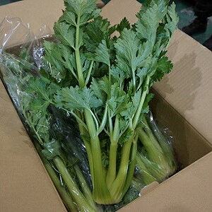 【単品 セロリ】1株 クール便