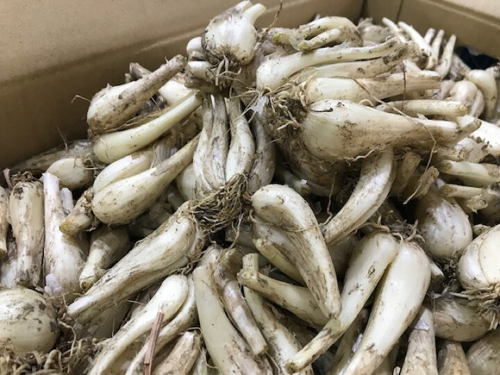 楽天市場】送料無料【九州産 らっきょう】箱売 土付き 1kg/5kg/10kg 