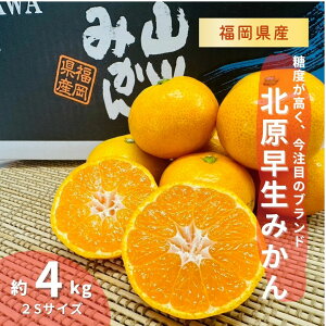 yYzk݂ 4kg 2STCY ~J 4L  B {   Y  ܂Ƃߔ P[X Yn  Y _ _ ʔ  R~ lC  x 