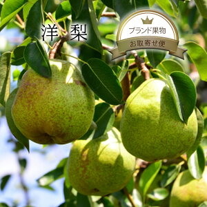 m 2kg 4`6 / 5kg 8`15tX N`F o[gbg I[ N[N ϔ TCY   Zbg   ܂Ƃߔ  ƒp p  _