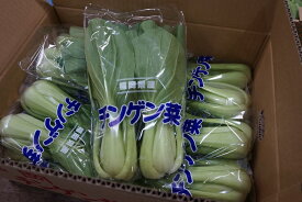 クール便 単品　青梗菜（チンゲンサイ）1袋