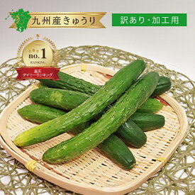 【九州産】訳あり きゅうり 加工用 単品 約1kg / 1箱 約5kg 送料無料キュウリ 胡瓜 漬物用 福岡 佐賀 熊本 県 産 産地 直送 産直 農家 農園 直売 通販 仕入れ 業務用 少量 値段 価格 箱買い 箱売り まとめ買い お徳用 割引 特売 取り寄せ 新生活 仕送り