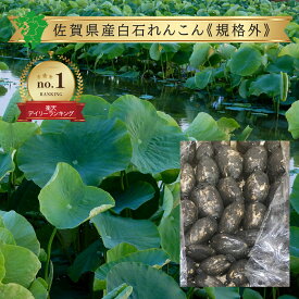 送料無料【九州産】訳あり 佐賀 土付き 白石 れんこん サイズ 不揃い 規格外品 箱売り 1箱 約4kg蓮根 レンコン 泥付き ブランド 業務用 国産 佐賀県産 白石町 泥付き 土付き 新鮮 箱買い 箱売り お徳用 お買い得 安い 安売り 通販