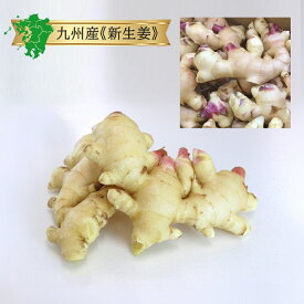 クール便【九州産】新生姜 しょうが 新しょうが 1kg / 2kg宮崎県産 宮崎産 佐賀県産 佐賀産 国産 日本 通販 お取り寄せ グルメ 産地 直送 産直 直売 農家 農園 生産者 レシピ 効果 効能 栄養 保存 方法 旬 味 人気 話題 おすすめ 口コミ 評価 レビュー ランキング 受賞