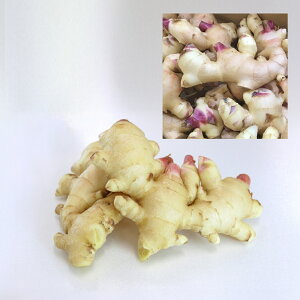 N[ցyBYzVI 傤 V傤 1kg / 2kg{茧Y {Y ꌧY Y Y { ʔ  O Yn  Y  _ _ Y Vs  \ h{ 