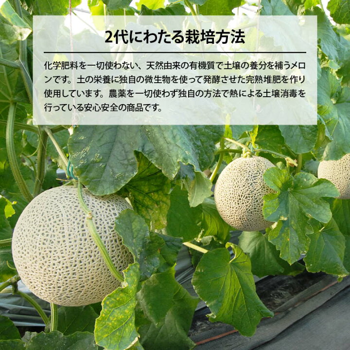 楽天市場 国産 鹿児島県産 アールスメロン 種 ワタ 皮なし 冷凍 1kg 1000g X 10袋 カット スライス マスクメロン めろん 無添加 青肉 果物 果実 フルーツ お徳用 家庭用 業務用 買い回り 買回り Maedaya 前田家