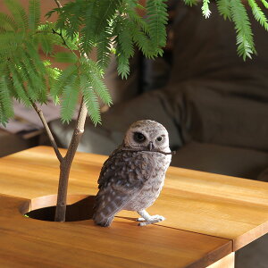 AiztNE  ӂ낤 IuWF u BIRDIE BILL BURROWING OWL ( o[fB r o[[COIE )