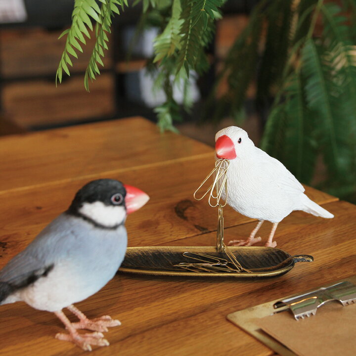 楽天市場】BIRDIE BILL JAVA SPARROW ( バーディ ビル ジャバ スパロー 