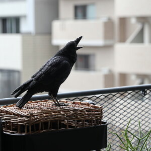 �n�V�u�g�K���X �J���X �G ������ ���A�� �I�u�W�F �u�� PET BANK JUNGLE CROW ( �y�b�g�o���N �W�����O�� �N���E )