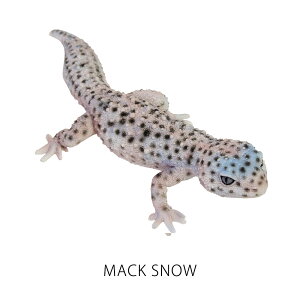qEgJQhL A gJQ Ip IuWF u REPTILES MAG LEOPARD GECKO ( v^CY }O Ip[hQbR[ )
