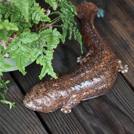 オオサンショウウオ お役立ち 貯金箱 オブジェ 置物 フィギュア PET BANK GIANT SALAMANDER ( ペットバンク ジャイアント サラマンダー )