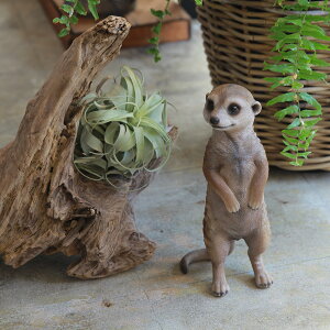 �~�[�A�L���b�g ������ ���A�� �I�u�W�F �u�� PET BANK MEERKAT ( �y�b�g�o���N �~�[�A�L���b�g )