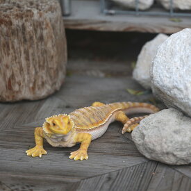 PET BANK POGONA YELLOW ( ペットバンク ポゴナ イエロー ) 貯金箱 リアル オブジェ 置物